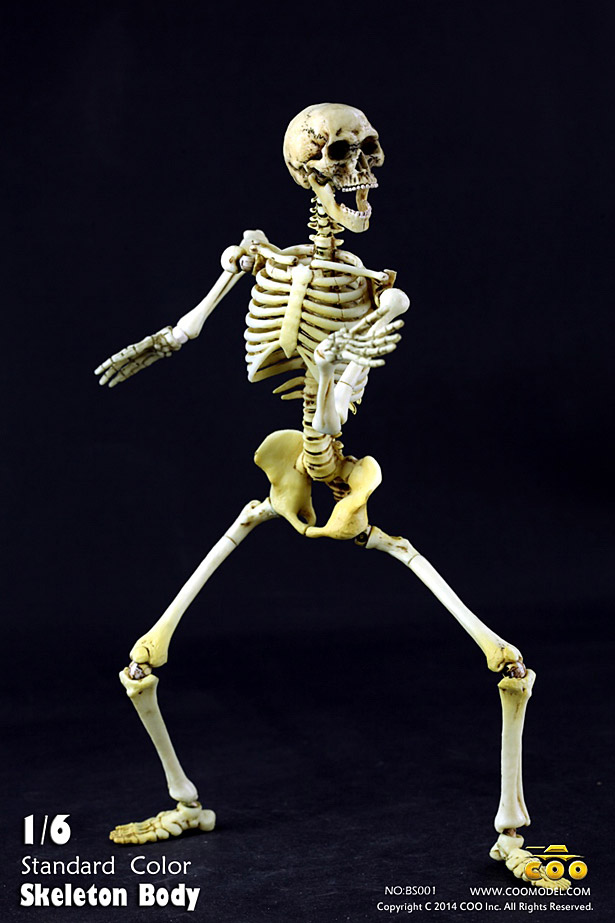 coo-skeleton02
