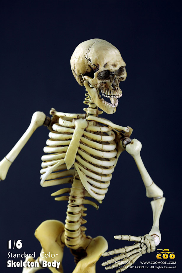 coo-skeleton03