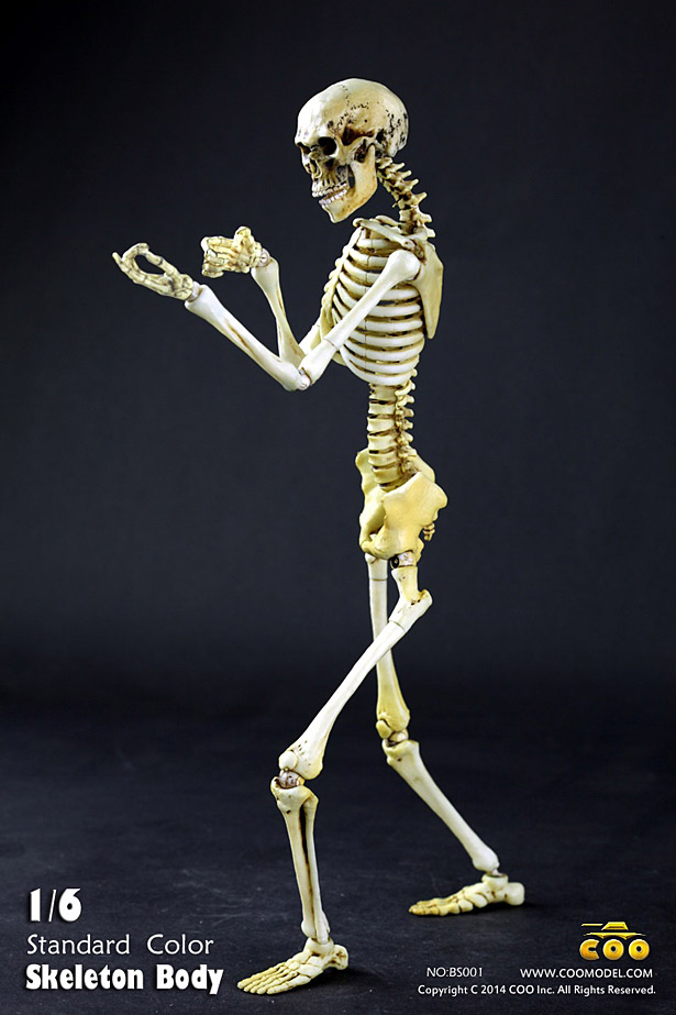 coo-skeleton04