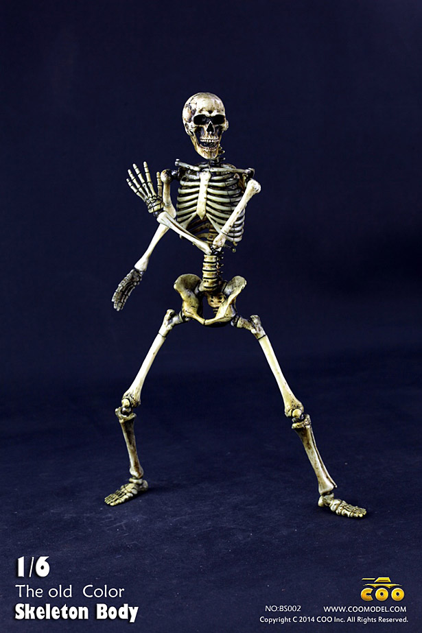 coo-skeleton05