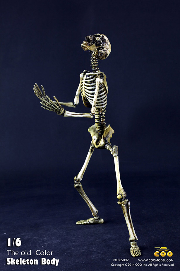 coo-skeleton07