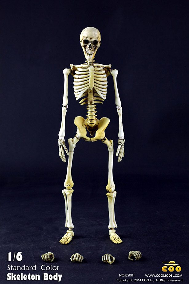 coo-skeleton10