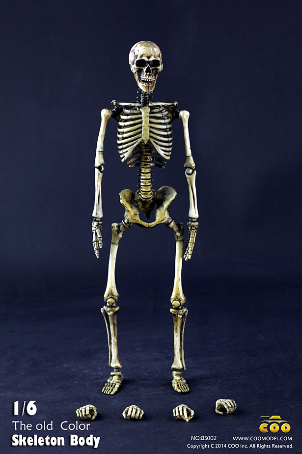 coo-skeleton11