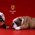 mrz-bulldog00