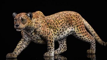 jxk-leopard00