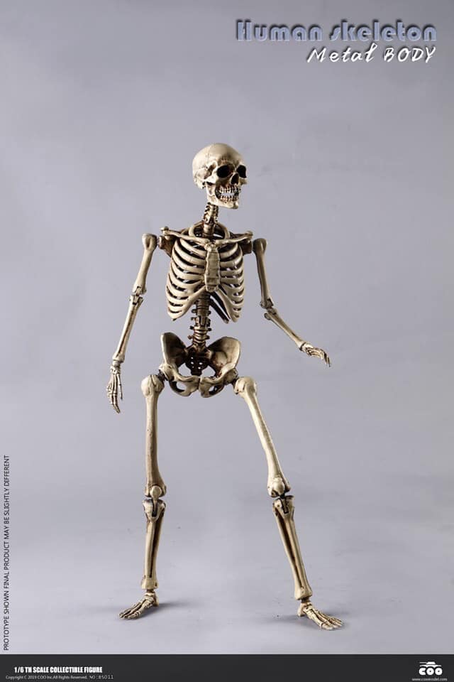 coo-skelett01