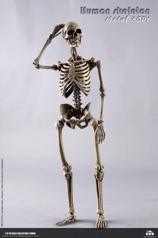 coo-skelett02