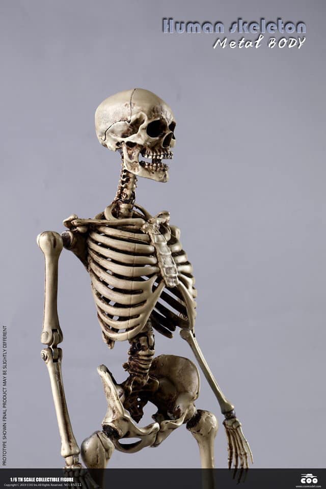 Coo Model: Human Skeleton