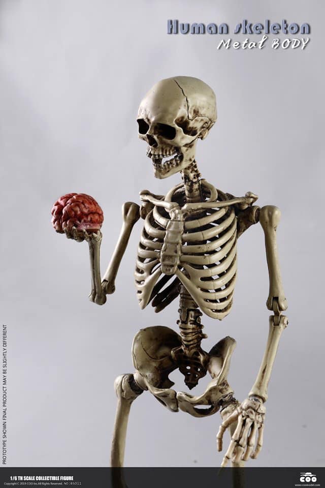 coo-skelett04
