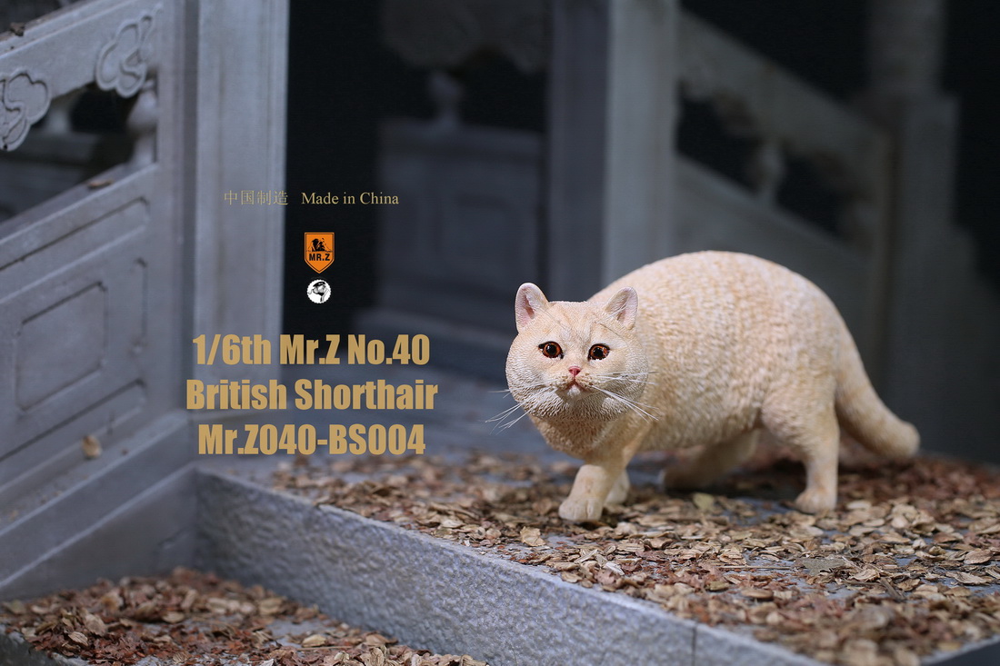 mrZ-cat-british12