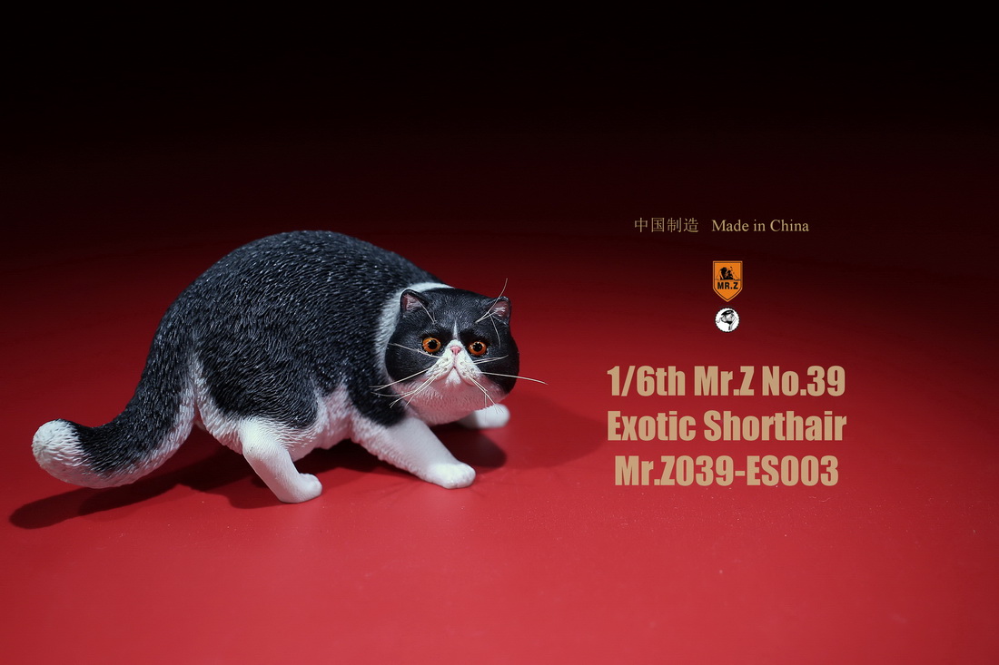 mrZ-cat-exotic06