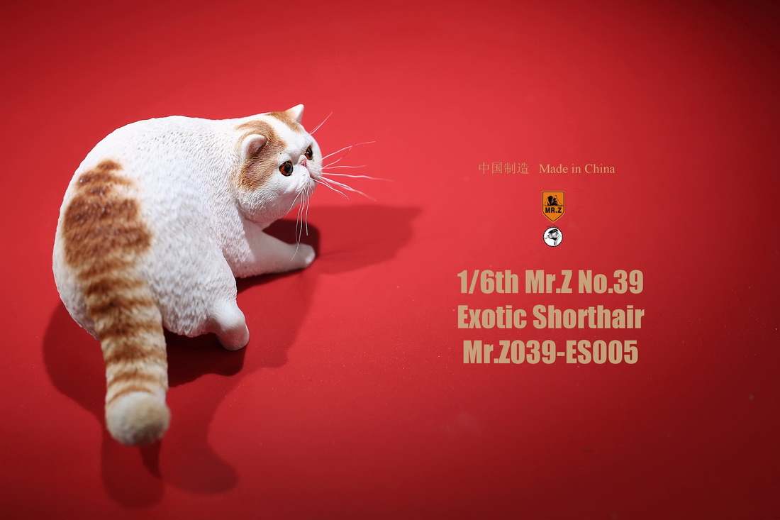 mrZ-cat-exotic10