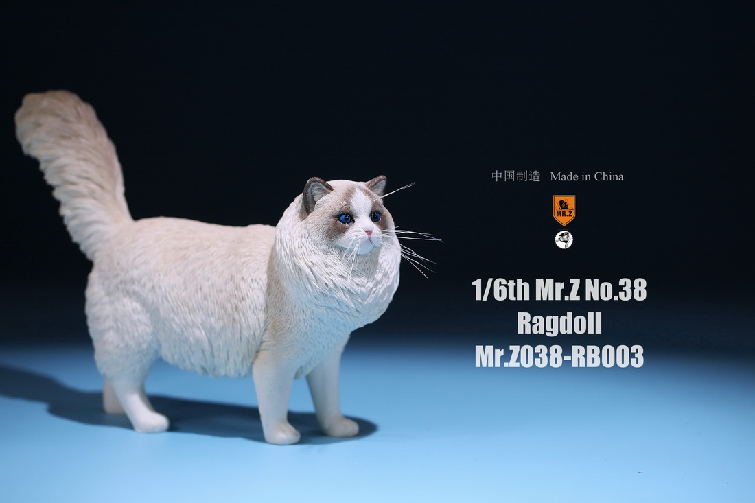 mrz-cat-ragdoll07