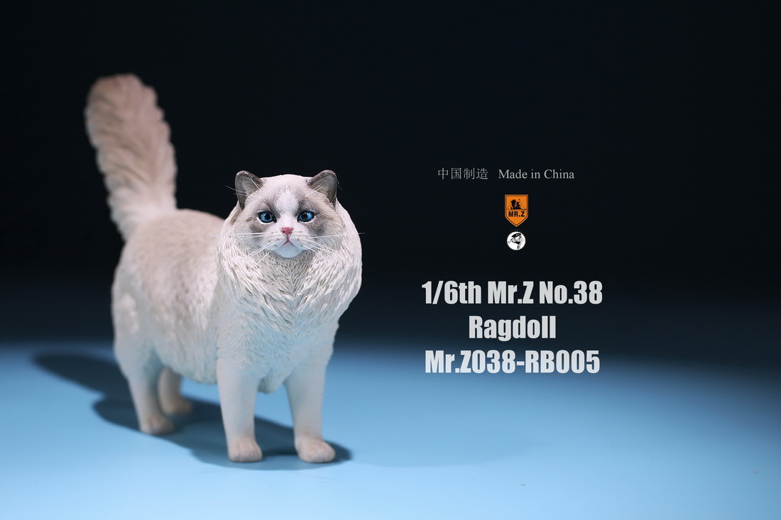 mrz-cat-ragdoll10